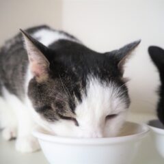 猫の餌皿は高さがあったほうがいい？その理由と高さの調節方法を解説