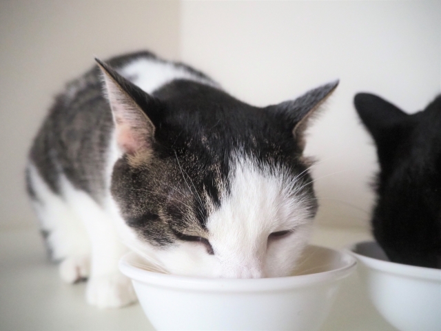 食事中の猫