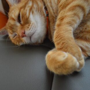 猫が爪切りを嫌がるときはどうすればいい？切り方のコツや対策を紹介