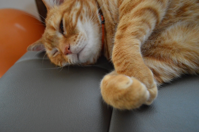 寝そべっている猫