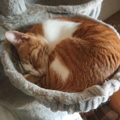 エアコンが苦手な猫におすすめ！エアコンの代用となる暑さ対策とは