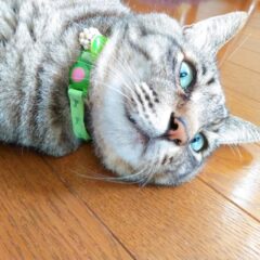 猫が首輪を嫌がるのは何故？首輪の必要性と慣れさせる方法