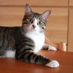 猫は風水ではどんな意味があるの？おすすめの猫モチーフグッズを紹介