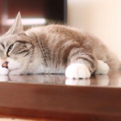 暖房器具なしで大丈夫！猫飼いさん向けの電源を使わない寒さ対策