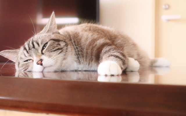 疲れている猫